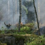 Vroege jager-verzamelaars veranderden al de ecosystemen van Europa