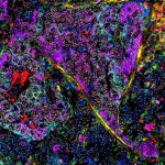 Nieuwe biomedische scanner brengt celveroudering haarfijn in kaart