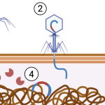 Faag-gebaseerde strategie tegen multiresistente bacteriën