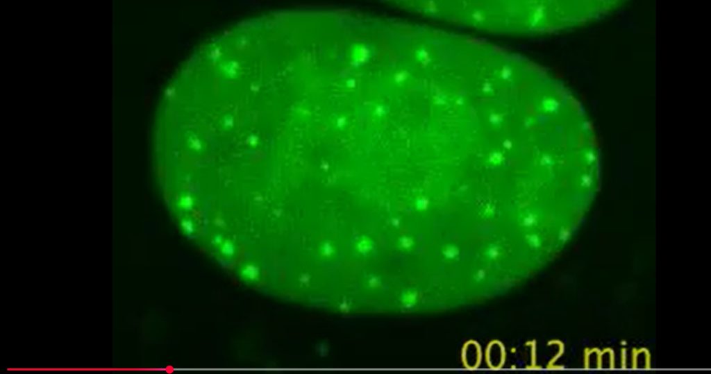 Biomarkers actief in levende cel