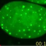 DNA-schade live te volgen met nieuwe ‘sensor’