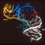 Specifiek RNA-molecuul helpt huidkankercellen ontsnappen aan het immuunsysteem