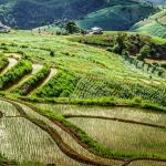 Ons voedsel wordt calorierijker en minder voedzaam door CO2-stijging