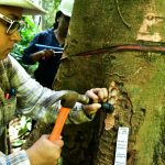 Eigenschappen hout helpen bij opsporen illegale handel