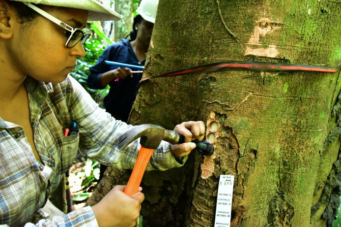 Het nemen van boomsamples