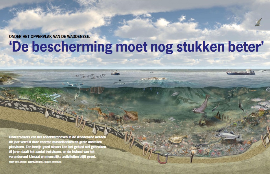 Illustratie van de Waddenzee
