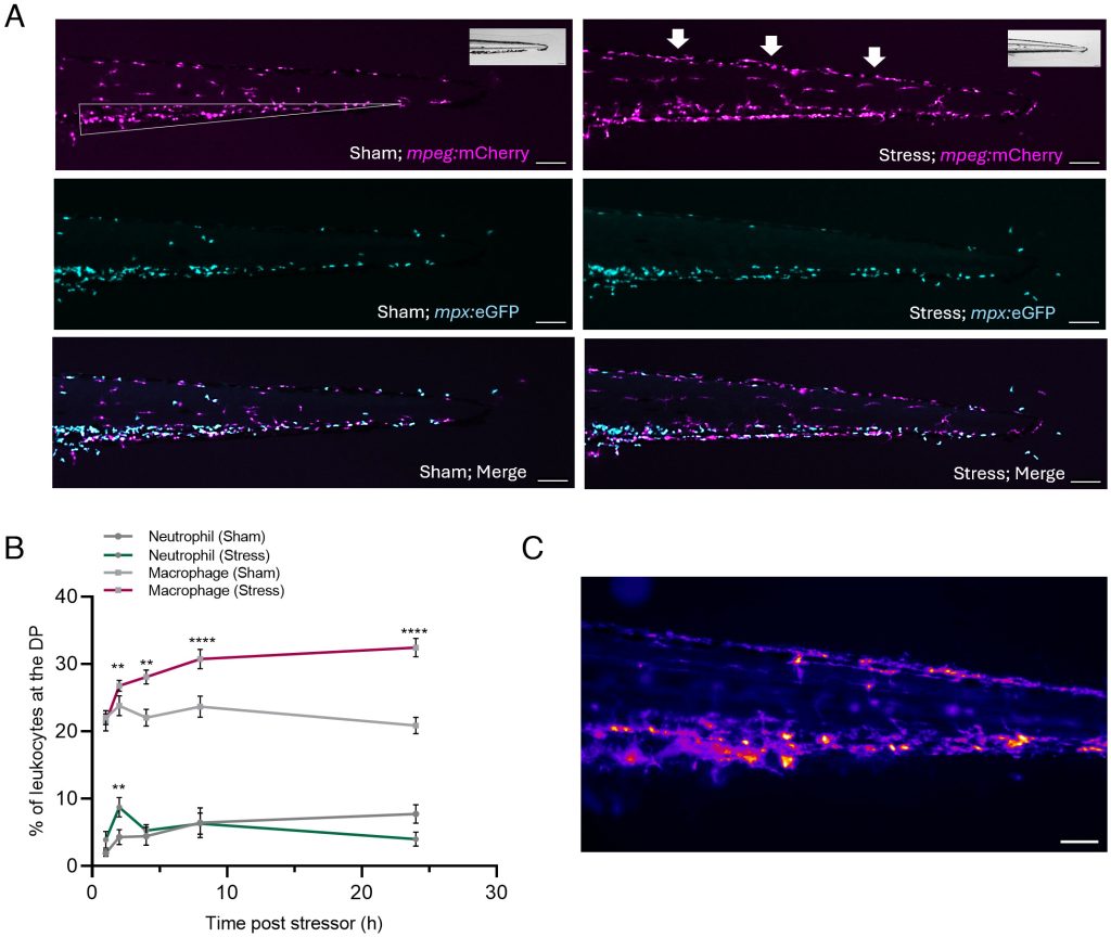 Onderzoek naar stressreacties bij zebravissen