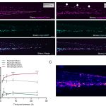 Stress kan een positief effect hebben op het immuunsysteem