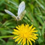 De smaak van vlinders