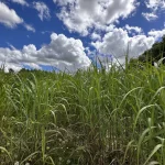Carbon farming: symboliek