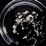 Wormen als deeltjesbezems