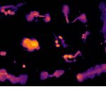 Grootste radio-survey ooit