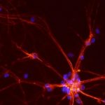 Signaalmoleculen in het brein