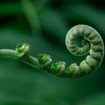 Moederplant duwt babyplant in de goede richting