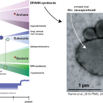 De evolutionaire geschiedenis van symbionten