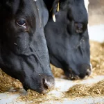 Minder eiwit in het veevoer: minder stikstof en methaan?