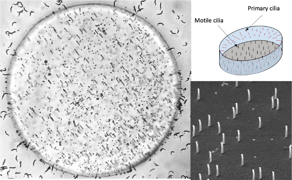 Simulatie embryonale knoop.
