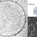 Ontstaan links‑rechtsasymmetrie