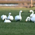 Kleine zwanen trekken steeds minder ver