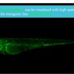 ‘Politieagenten’ van de bloedbaan