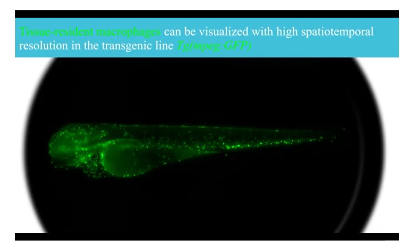 Zebravis onder de live microscoop