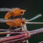 De lentekriebels van de fruitvlieg
