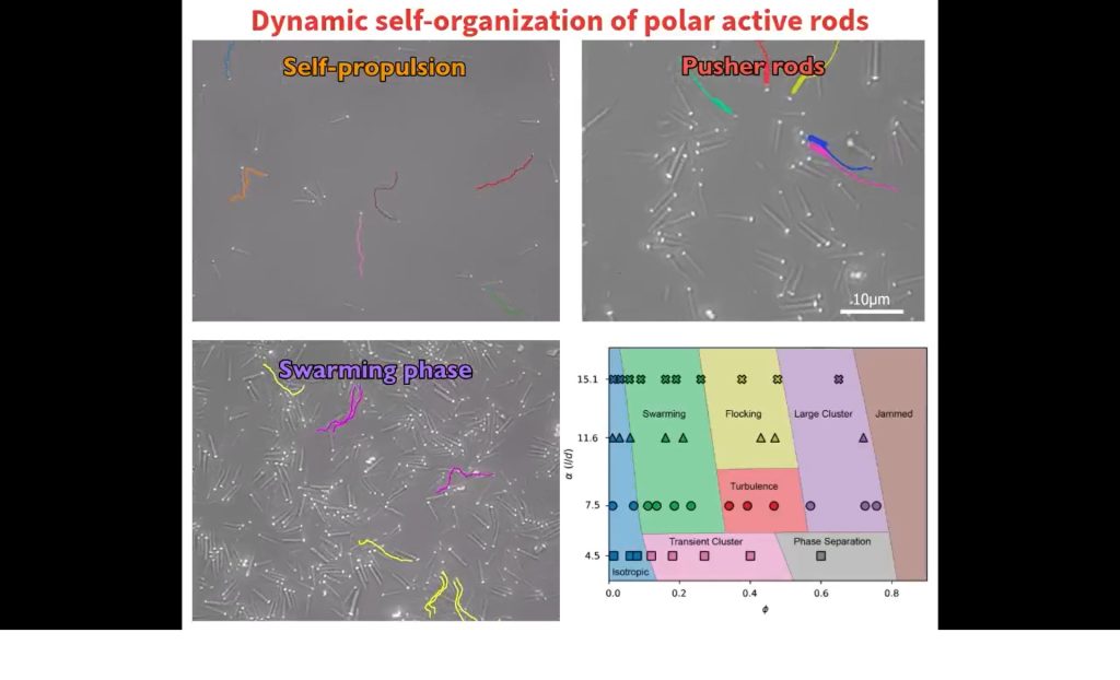 Simulatie beweging van bacteriën
