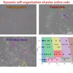 Evolutie van de vorm