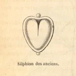 Het hart-symbool en het verhaal van de plant silphium