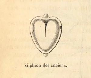 Zaad van silphium
