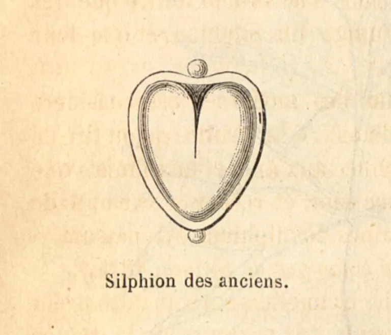 Zaad van silphium