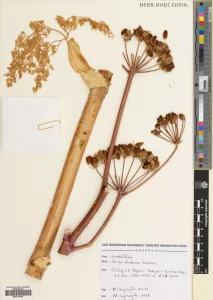 Ferula Drudeana