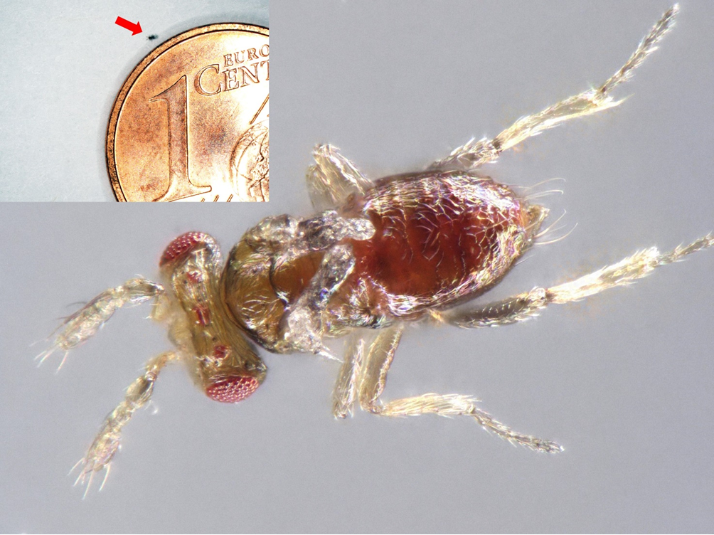 Trichogramma turkestanica