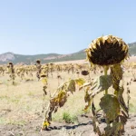 Klimaat verschuift landbouwkaart van Europa