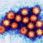 Moleculaire motor van het norovirus