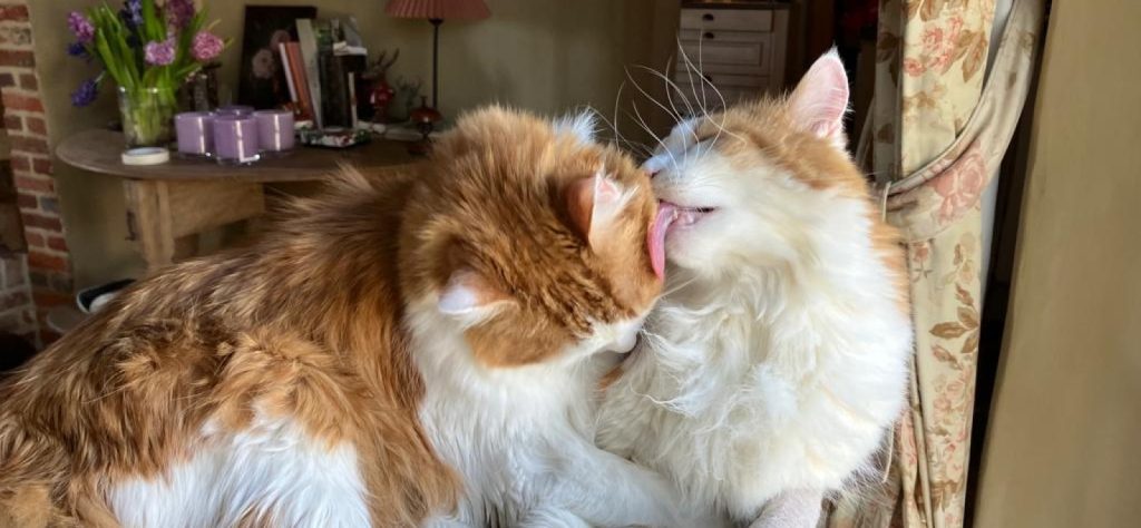 Elkaar likkende katten