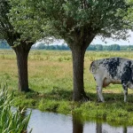 Agroforestry in Nederland