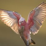 Vinden vogels vliegen leuk?