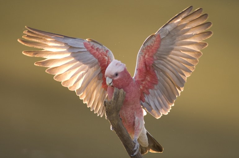 Roze Kaketoe